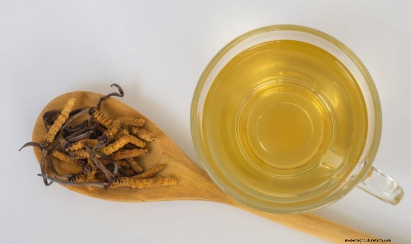 Cordyceps Mushroom: 9 Science-Backed Health Benefits