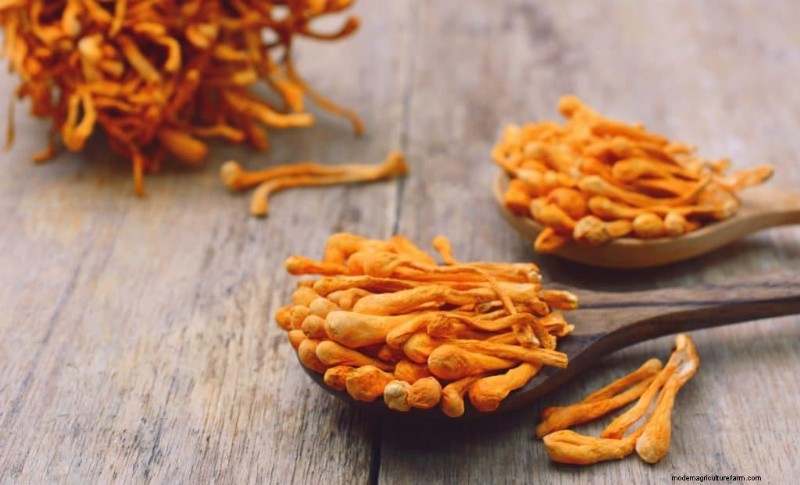 Cordyceps Mushroom: 9 Science-Backed Health Benefits
