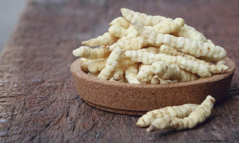 Cordyceps Mushroom: 9 Science-Backed Health Benefits