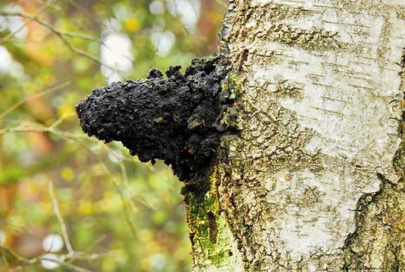 Chaga Mushroom: 13 Surprising Health Benefits & Uses
