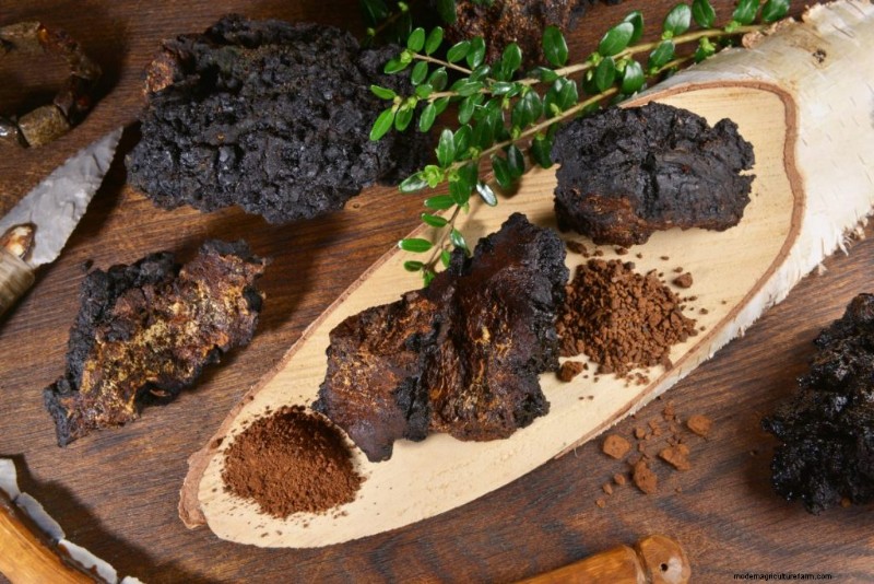 Chaga Mushroom: 13 Surprising Health Benefits & Uses