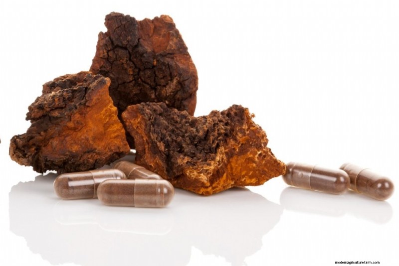 Chaga Mushroom: 13 Surprising Health Benefits & Uses
