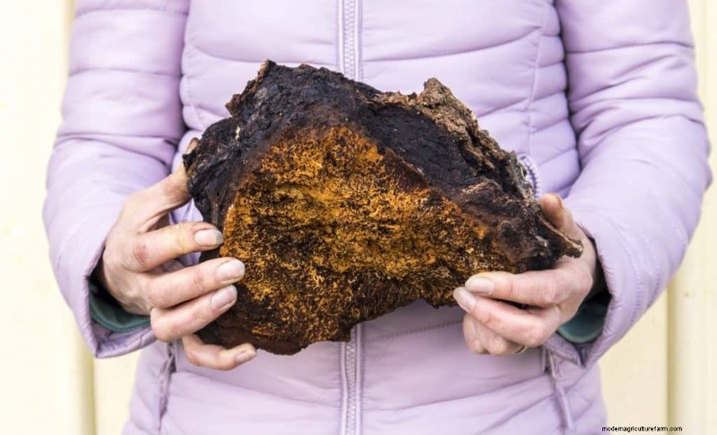 Chaga Mushroom: 13 Surprising Health Benefits & Uses