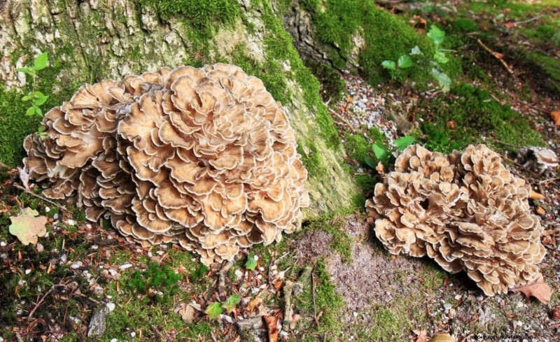 Maitake Mushrooms: 9 Health Benefits & How to Incorporate Them