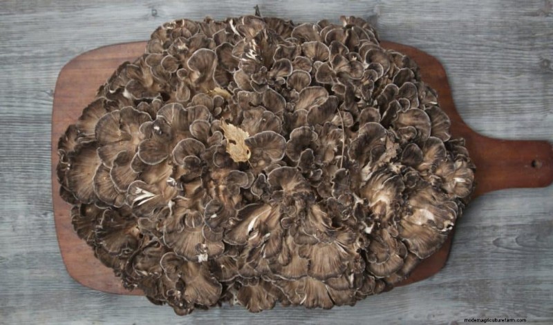 Maitake Mushrooms: 9 Health Benefits & How to Incorporate Them