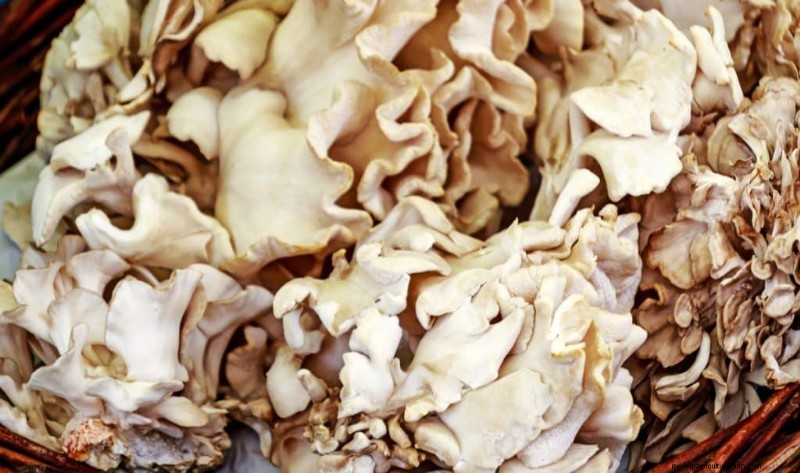 Maitake Mushrooms: 9 Health Benefits & How to Incorporate Them