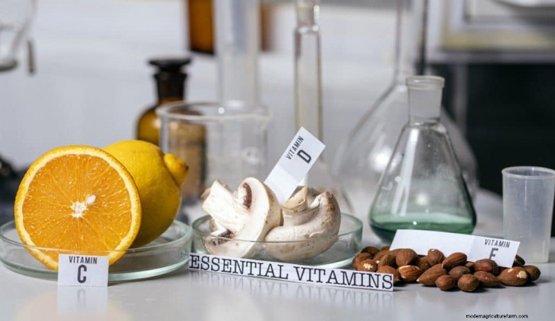 Nutritional Powerhouse: Vitamins Found in Mushrooms