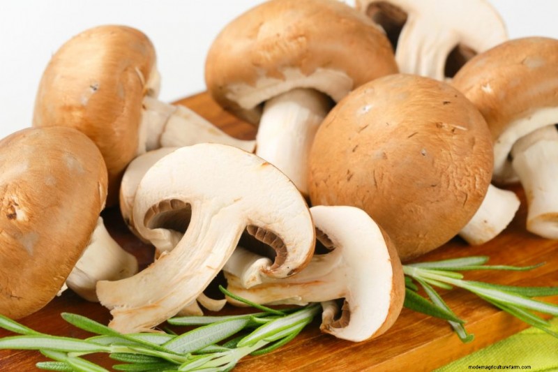 Nutritional Powerhouse: Vitamins Found in Mushrooms