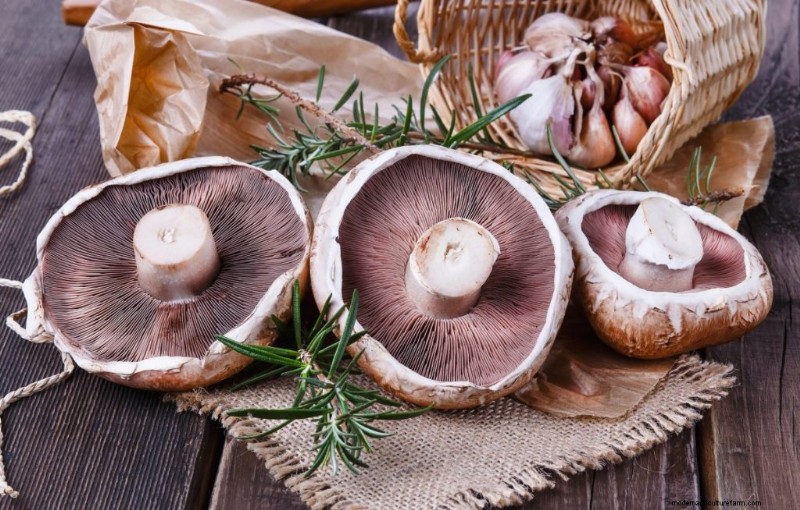 Nutritional Powerhouse: Vitamins Found in Mushrooms