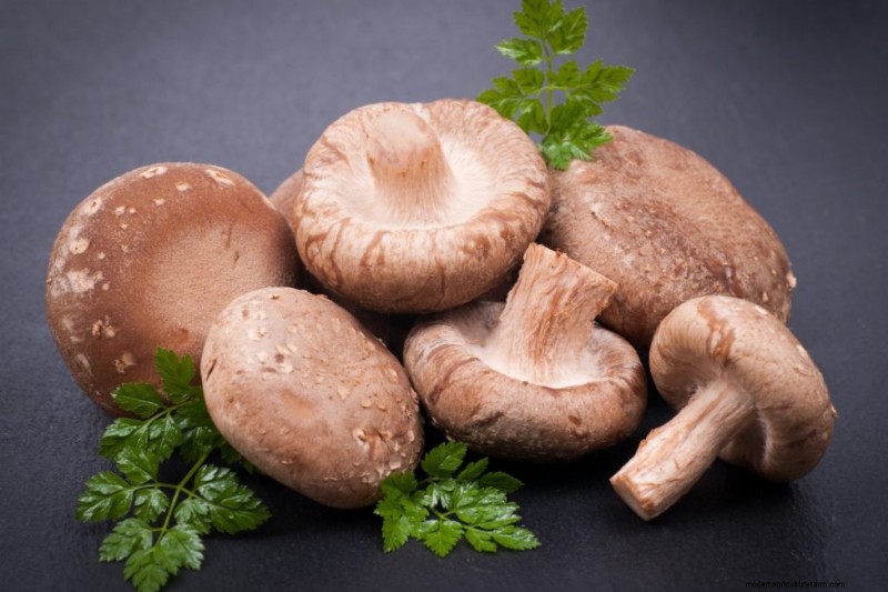 Nutritional Powerhouse: Vitamins Found in Mushrooms