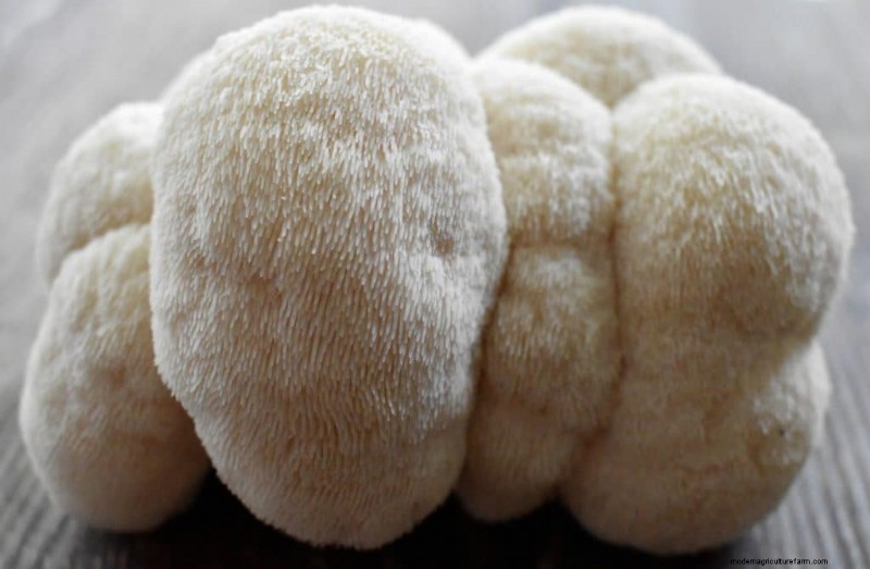 Nutritional Powerhouse: Vitamins Found in Mushrooms