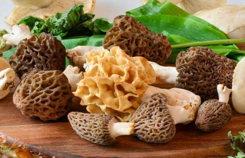 Nutritional Powerhouse: Vitamins Found in Mushrooms