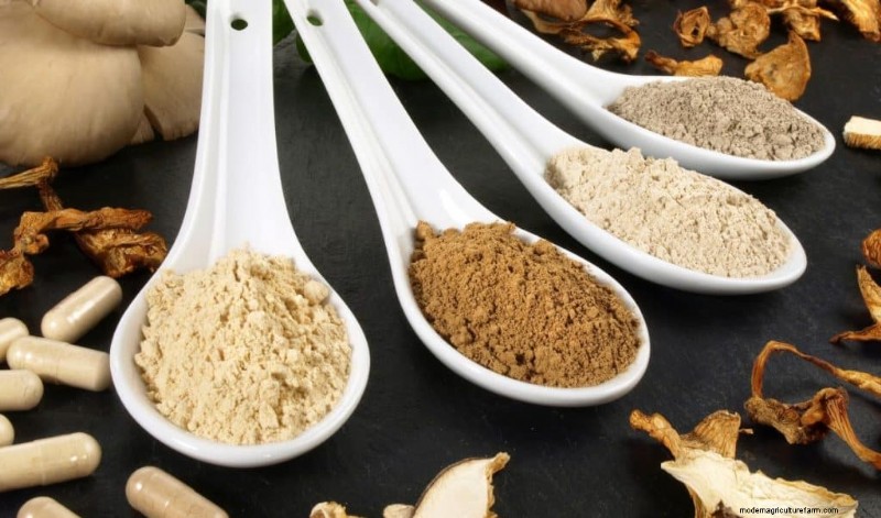 Mushrooms for Weight Loss: Benefits & How to Incorporate