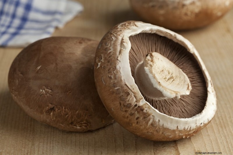 Mushrooms for Weight Loss: Benefits & How to Incorporate