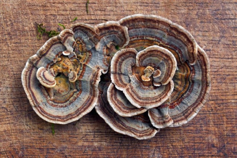 Mushrooms for Weight Loss: Benefits & How to Incorporate