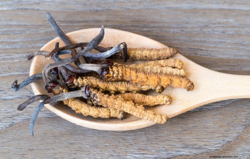 Mushrooms for Weight Loss: Benefits & How to Incorporate