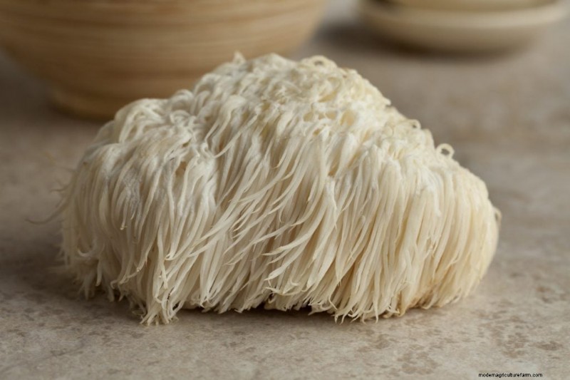 Lion s Mane Mushroom: Culinary Uses, Benefits & Easy Recipes