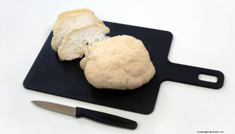 Lion s Mane Mushroom: Culinary Uses, Benefits & Easy Recipes