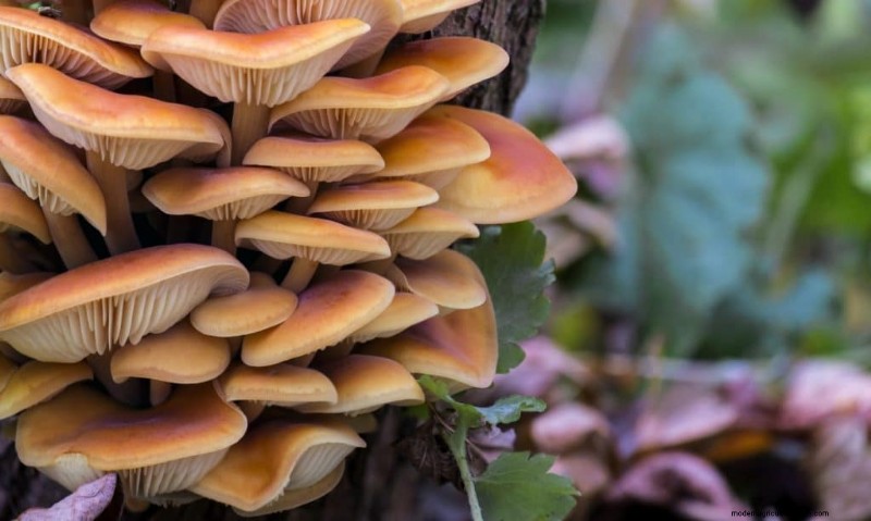Enoki Mushrooms: A Comprehensive Guide to Flavor, Nutrition & Growing