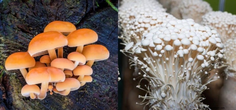 Enoki Mushrooms: A Comprehensive Guide to Flavor, Nutrition & Growing