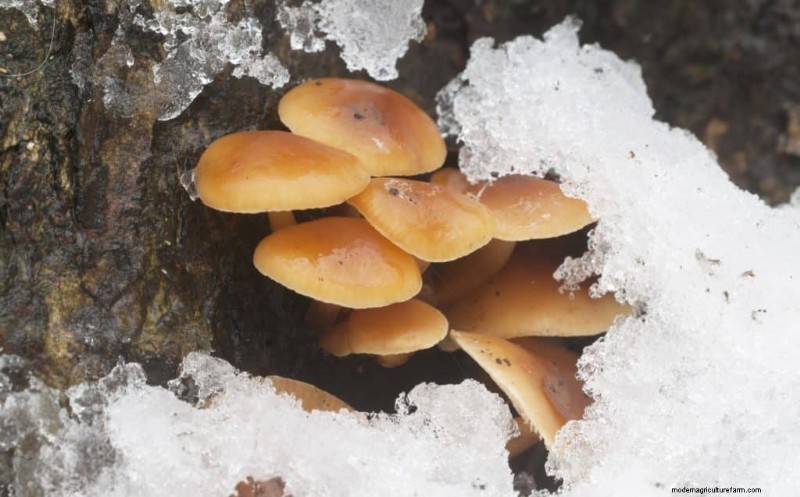 Enoki Mushrooms: A Comprehensive Guide to Flavor, Nutrition & Growing