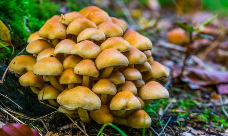 Enoki Mushrooms: A Comprehensive Guide to Flavor, Nutrition & Growing