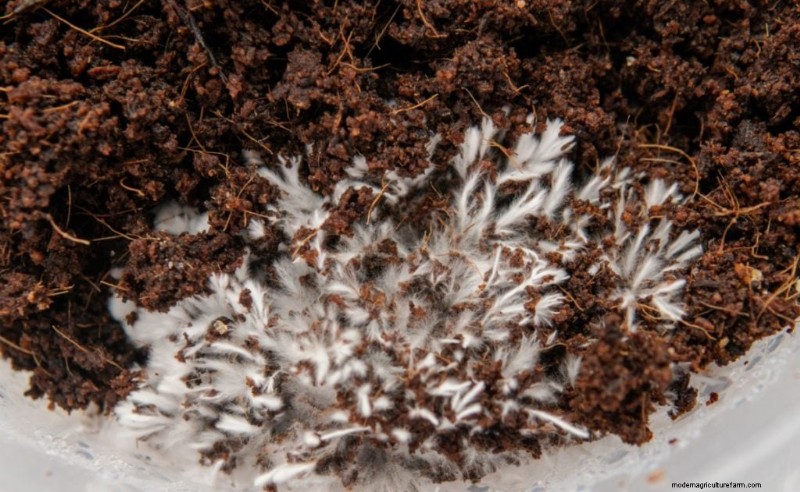 Enoki Mushrooms: A Comprehensive Guide to Flavor, Nutrition & Growing