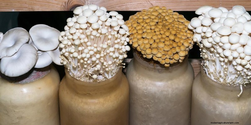 Enoki Mushrooms: A Comprehensive Guide to Flavor, Nutrition & Growing