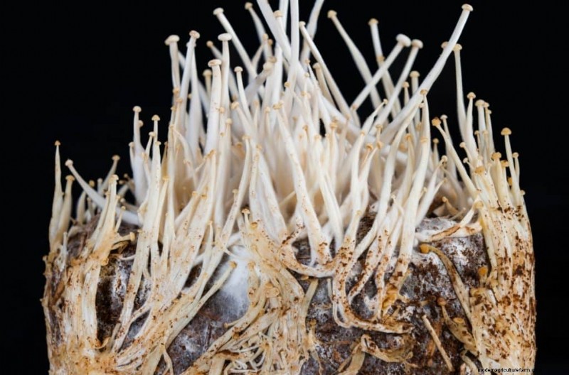Enoki Mushrooms: A Comprehensive Guide to Flavor, Nutrition & Growing