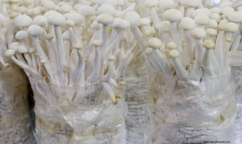 Enoki Mushrooms: A Comprehensive Guide to Flavor, Nutrition & Growing