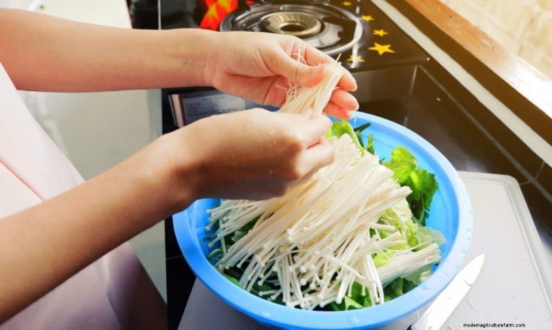 Enoki Mushrooms: A Comprehensive Guide to Flavor, Nutrition & Growing