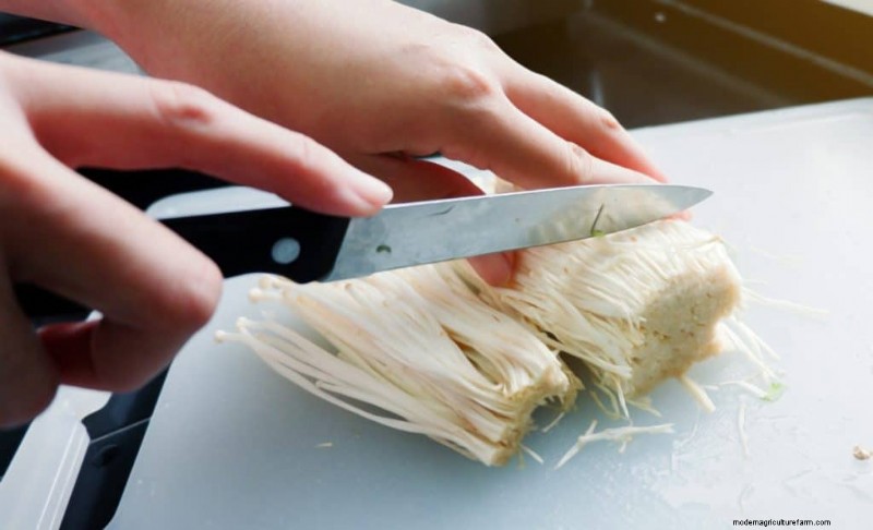 Enoki Mushrooms: A Comprehensive Guide to Flavor, Nutrition & Growing