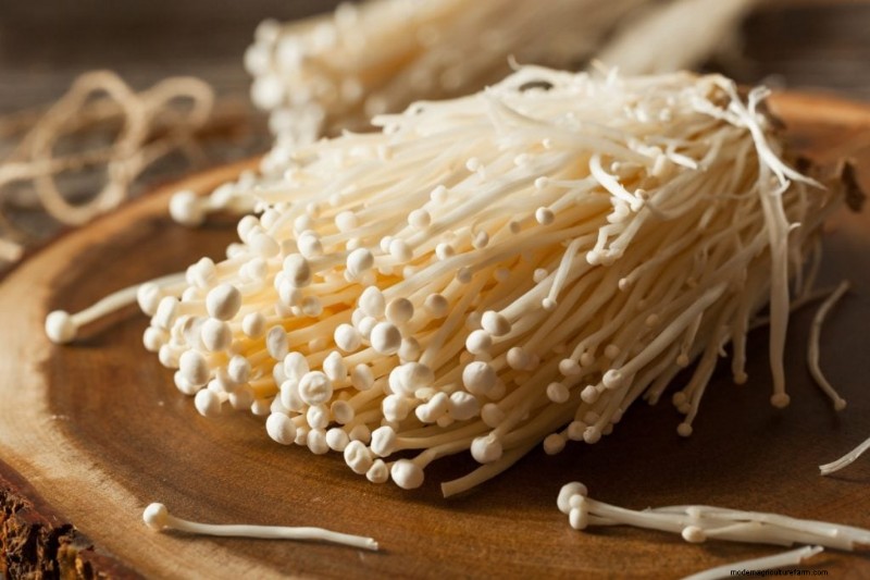 Enoki Mushrooms: A Comprehensive Guide to Flavor, Nutrition & Growing