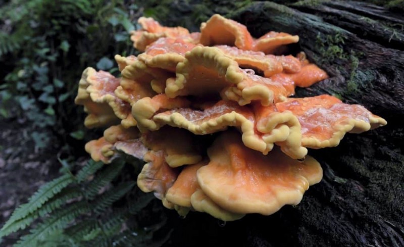Chicken of the Woods Mushrooms: A Forager s & Cook s Guide