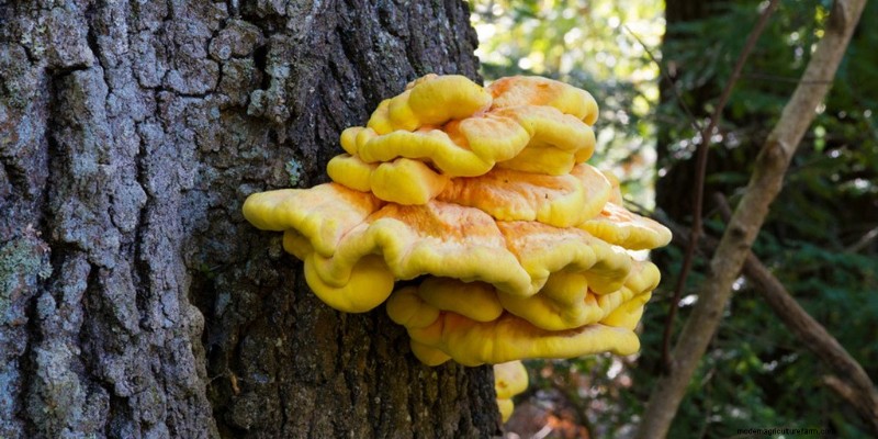 Chicken of the Woods Mushrooms: A Forager s & Cook s Guide