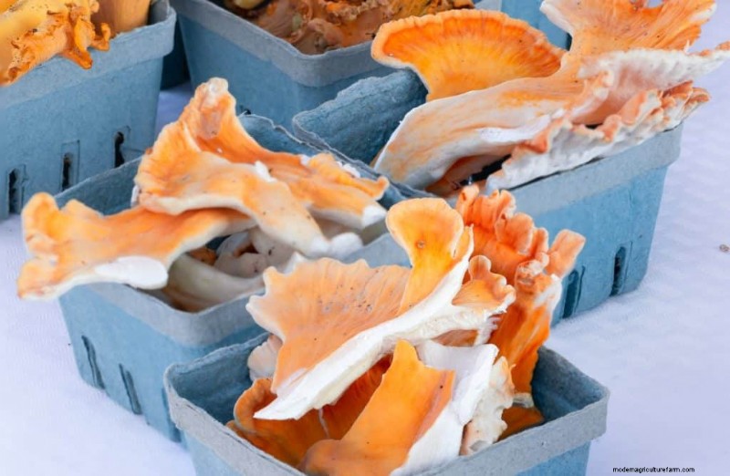 Chicken of the Woods Mushrooms: A Forager s & Cook s Guide