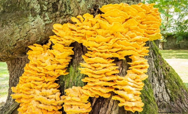 Chicken of the Woods Mushrooms: A Forager s & Cook s Guide