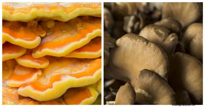 Chicken of the Woods Mushrooms: A Forager s & Cook s Guide
