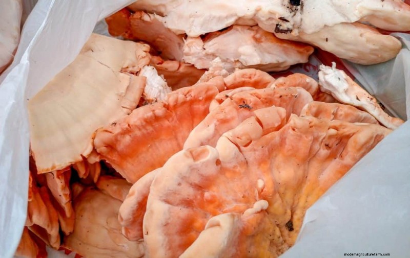 Chicken of the Woods Mushrooms: A Forager s & Cook s Guide
