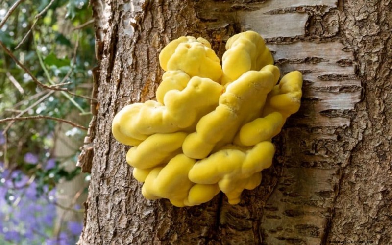 Chicken of the Woods Mushrooms: A Forager s & Cook s Guide