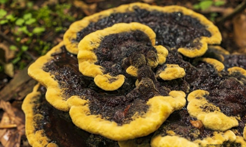 Chicken of the Woods Mushrooms: A Forager s & Cook s Guide