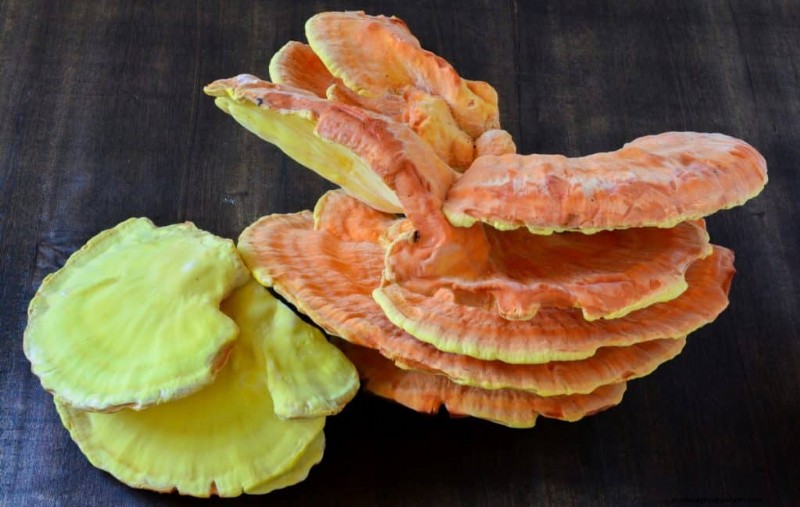 Chicken of the Woods Mushrooms: A Forager s & Cook s Guide