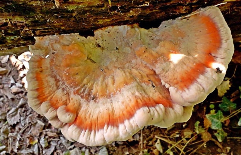 Chicken of the Woods Mushrooms: A Forager s & Cook s Guide