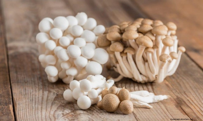 Shimeji Mushrooms: A Comprehensive Guide to Cultivation & Flavor