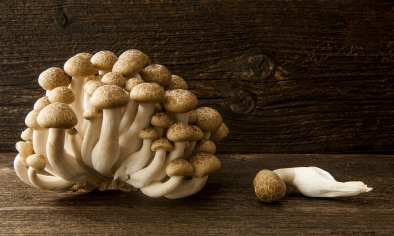 Shimeji Mushrooms: A Comprehensive Guide to Cultivation & Flavor