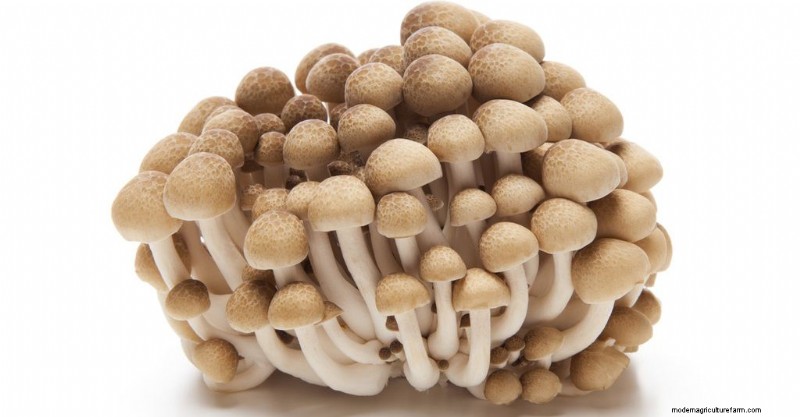 Shimeji Mushrooms: A Comprehensive Guide to Cultivation & Flavor