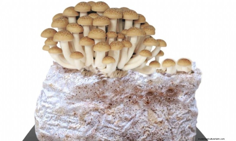 Shimeji Mushrooms: A Comprehensive Guide to Cultivation & Flavor