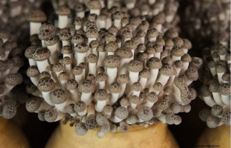 Shimeji Mushrooms: A Comprehensive Guide to Cultivation & Flavor