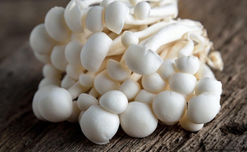 Shimeji Mushrooms: A Comprehensive Guide to Cultivation & Flavor