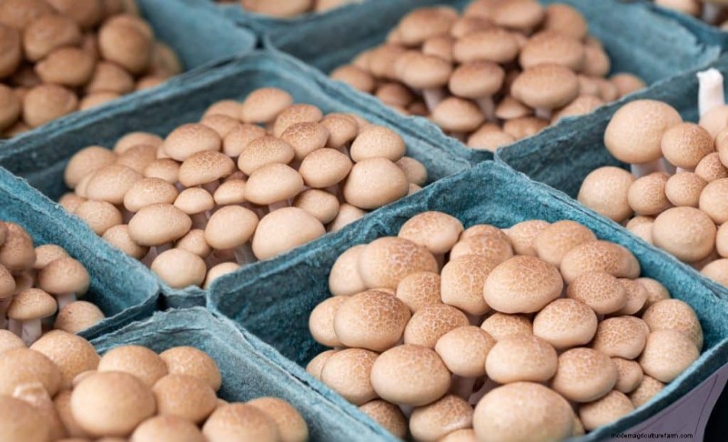 Shimeji Mushrooms: A Comprehensive Guide to Cultivation & Flavor
